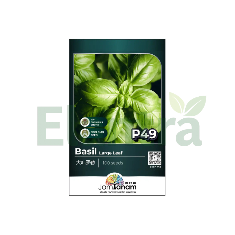 P49 BASIL LARGE LEAF